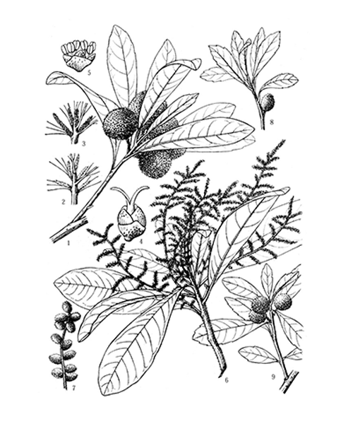 Natural compounds from  Myrica rubra